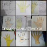 Sense organs activity 2020 : Classll