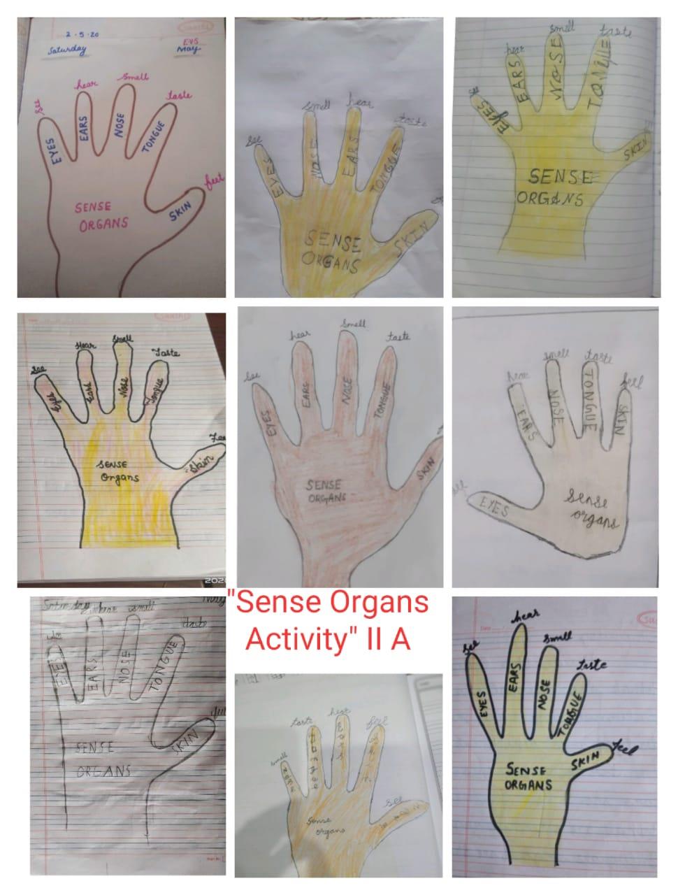 Senses activity 2020 classll