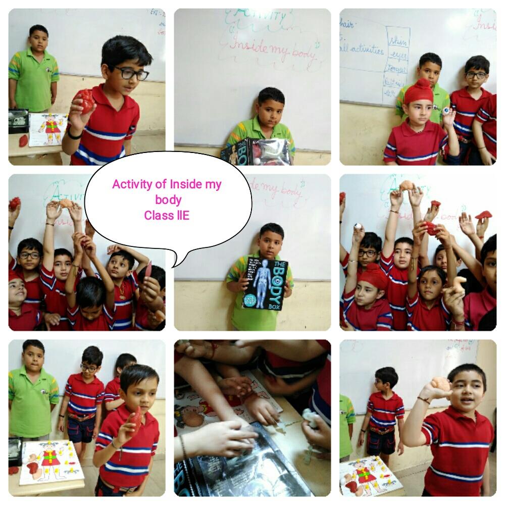 Internal Organs Activity Class 2 2019