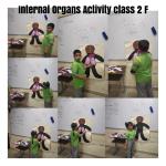 Internal organs : Class 2