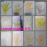 Sense organs activity 2020 : Classll