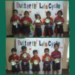 Kindergarten : Butterfly life cycle