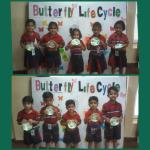 Kindergarten : Butterfly life cycle