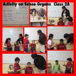 Sense Organs : Class 2