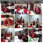 Plants around us : Class 2